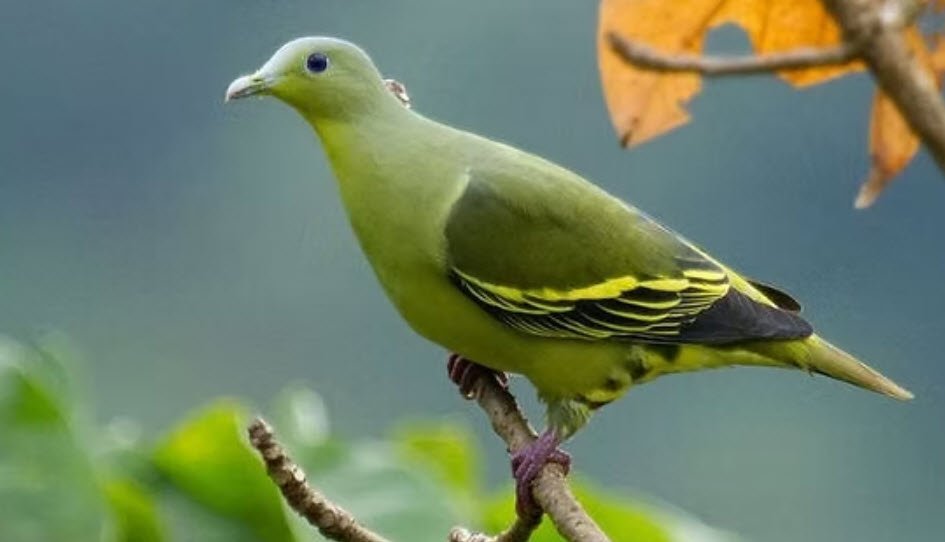 Surinsar-Mansar Wildlife Sanctuary